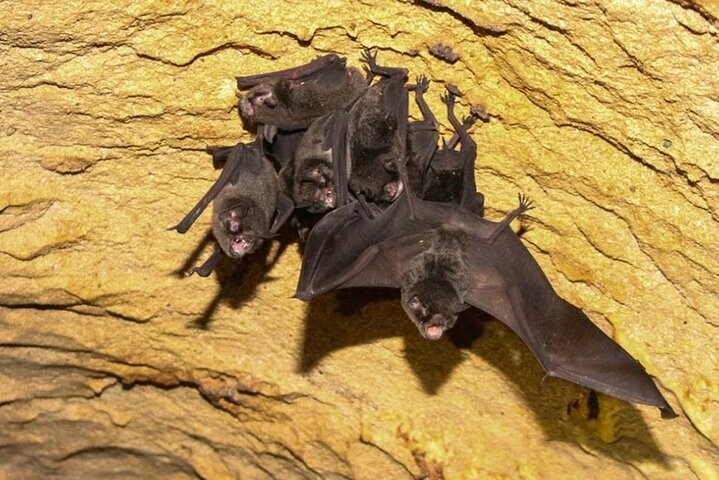 Venado Caves - Subway Tour - Photo 1 of 13